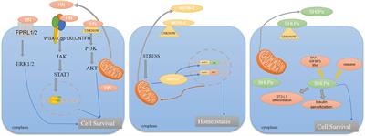 Frontiers | Mitochondrial-Derived Peptides In Diabetes And Its ...